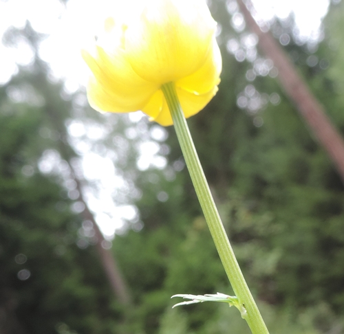 Trollius europaeus / Botton d''oro